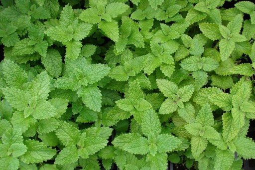 citroen melisse tinctuur