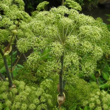 engelwortel tinctuur