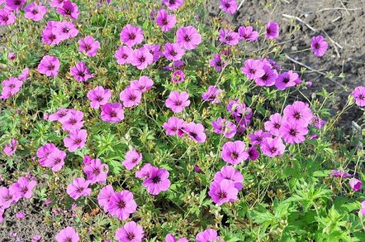 etherische olie geranium