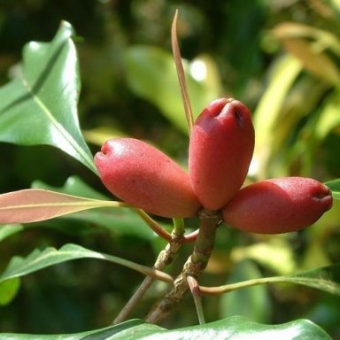 etherische olie kruidnagel