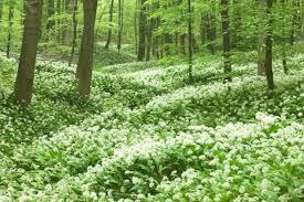 etherische olie lentefris