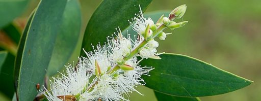 etherische olie niaouli