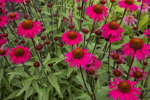 rode zonnehoed tinctuur
