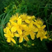 st janskruid tinctuur