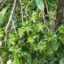 etherische olie steranijs