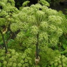 engelwortel tinctuur engelwortel tinctuur