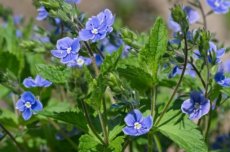 ereprijs tinctuur ereprijs tinctuur