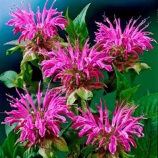 etherische olie bergamot etherische olie bergamot