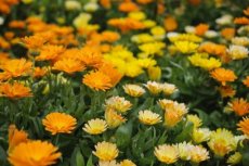 goudsbloem zalf goudsbloemzalf