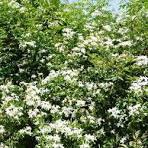 jasmijn etherische olie jasmijn