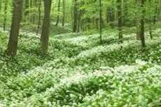 lentfris etherische olie lentefris