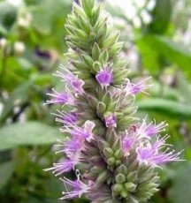 patchouli etherische olie patchouli