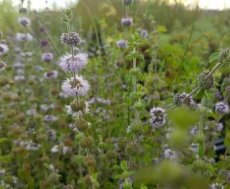 pepermunt tinctuur pepermunt tinctuur