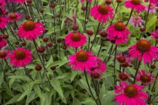 rode zonnehoed tinctuur rode zonnehoed tinctuur