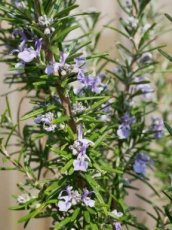 rozemarijn etherische olie rozemarijn