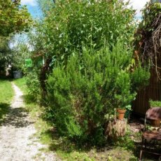 rozenmarijn tinctuur rozenmarijn tinctuur