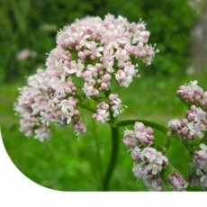 valeriaan tinctuur valeriaan tinctuur