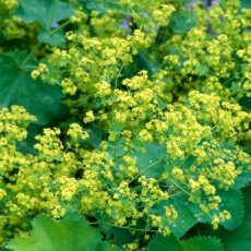 vrouwenwortel tinctuur vrouwenwortel tinctuur