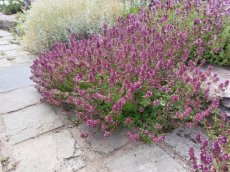 wilde tijm tinctuur wilde tijm tinctuur