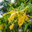 etherische olie ylang ylang
