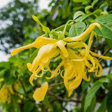 ylang ylang etherische olie ylang ylang