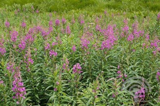 wilgenroosje tinctuur