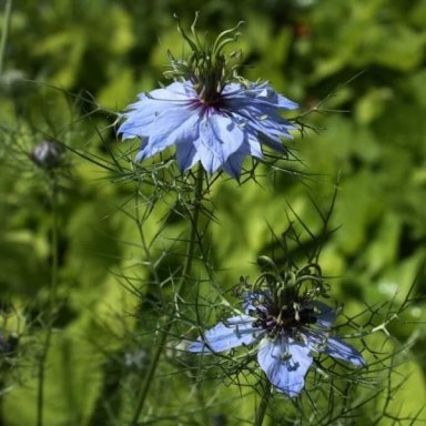 zwarte komijn tinctuur